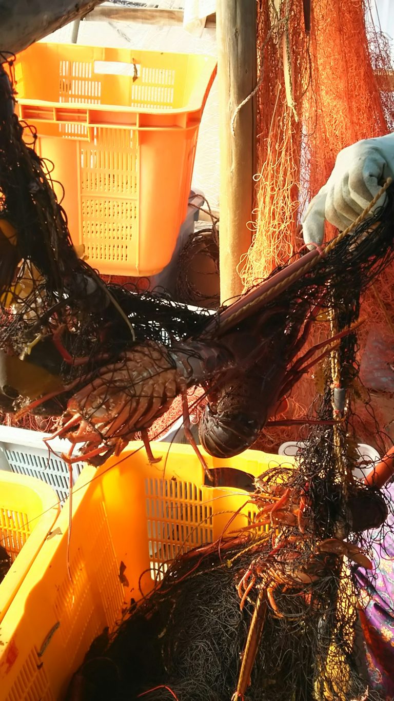 伊勢志摩鳥羽の漁師の宿へ。今日の伊勢海老網漁の伊勢海老です！ 潮騒の宿 うえ久【公式】 三重県伊勢志摩の民宿旅館